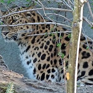 Amur leopard