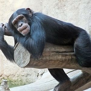 Western chimpanzee