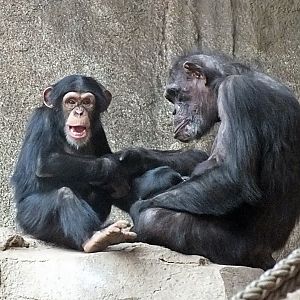 Western chimpanzees