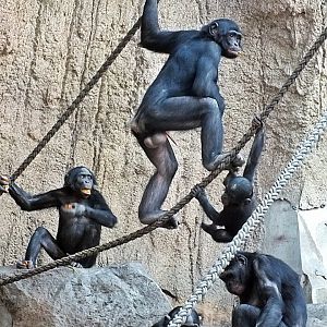 Bonobos