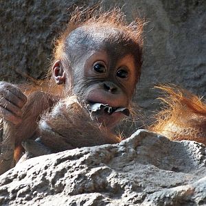 Baby Sumatran orang-utan