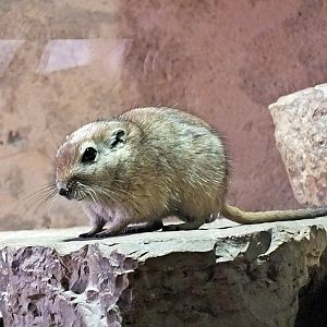 Fat sand rat