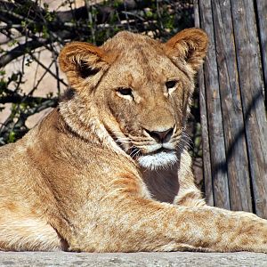 Transvaal lion cub