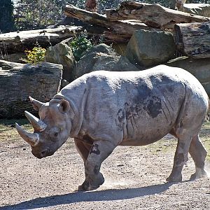 Eastern black rhinoceros