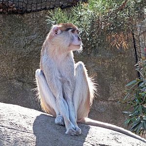 Patas monkey