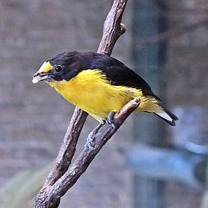 Male violaceous euphonia