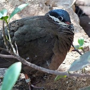 Blue-headed quail-dove
