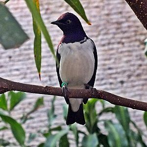 Male violet-backed starling