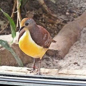 Cinnamon ground dove