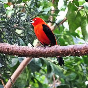 Male Brazilian tanager