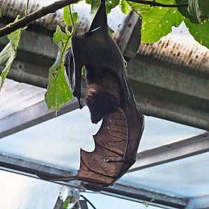 Vietnamese small flying fox