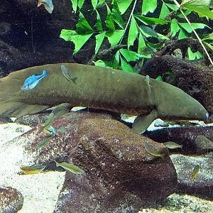 Queensland lungfish