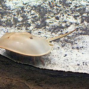 Indo-Pacific horseshoe crab