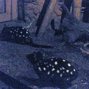 Eastern quolls (dark phase)