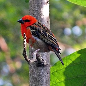 Male red fody