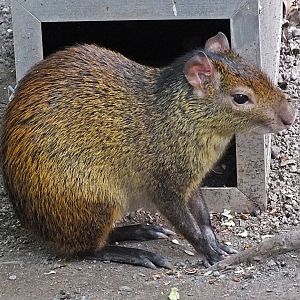 Black-rumped agouti