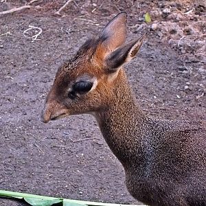 Kirk's dik-dik