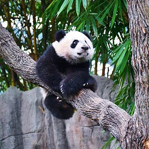 Giant Panda cub "Le Le"