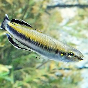 Red-tailed silverside