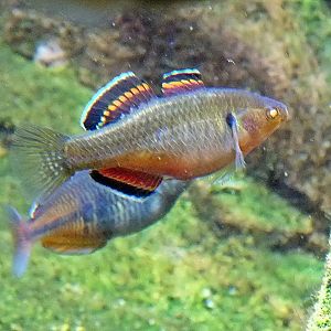Empire gudgeon
