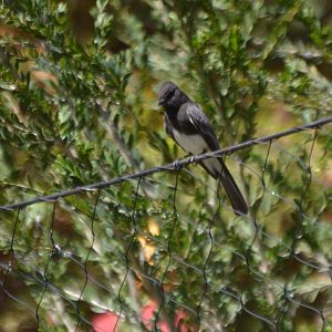 Bird ID (Sayornis nigricans?)