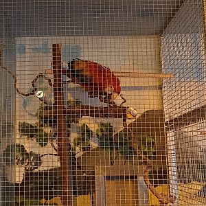 Cage Scarlet macaw