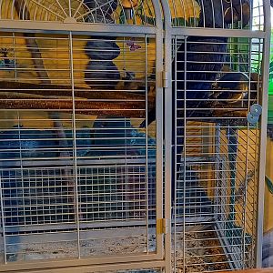 Cage Hyacinth macaw