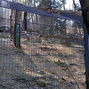 Enclosure Brown bear