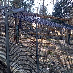 Enclosure Brown bear