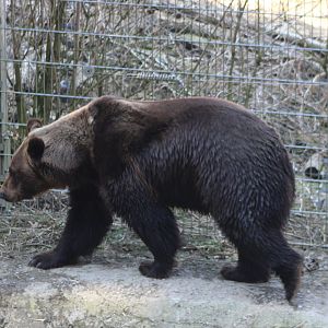 European brown bear
