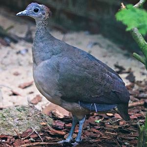 Great tinamou (Tinamus major)