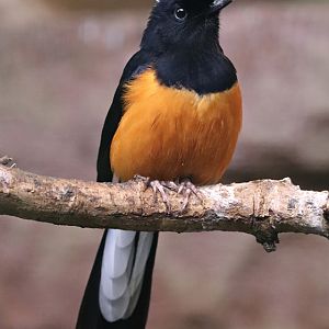White-crowned shama (Copsychus stricklandii)
