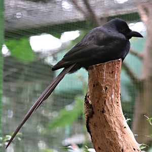 Piapiac (Ptilostomus afer)