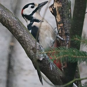 European great spotted woodpecker (Dendrocopos major pinetorum)