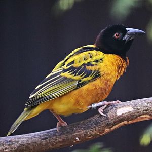 Village weaver (Ploceus cucullatus)