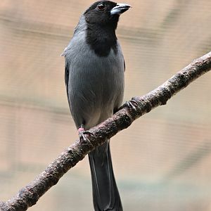 Black-faced tanager (Schistochlamys melanopis)