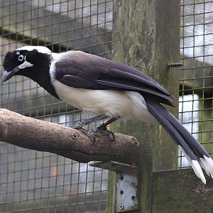 Cayenne jay (Cyanocorax cayanus)