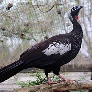 Black-fronted piping guan (Pipile jacutinga)