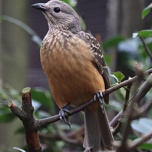 Fawn-breasted bowerbird (Chlamydera cerviniventris)