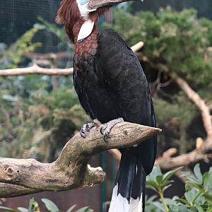 Black-casqued hornbill (Ceratogymna atrata)