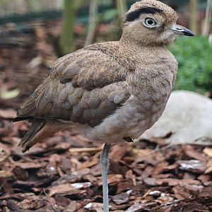 Peruvian thick-knee (Burhinus superciliaris)