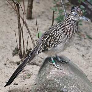Greater roadrunner (Geococcyx californianus)