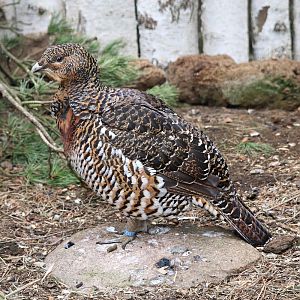 Western capercaillie (Tetrao urogallus)