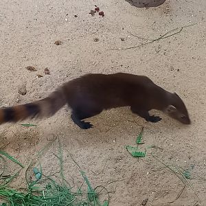 Ring-tailed vontsira