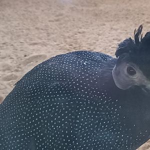 Eastern crested guineafowl