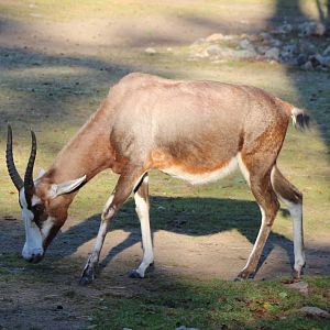 Blesbok