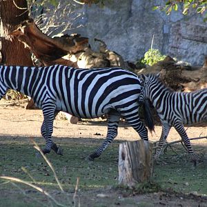 Maneless zebra with foal