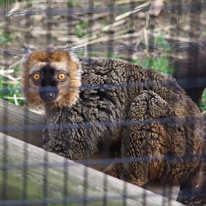 Unusual Lemur Hybrid