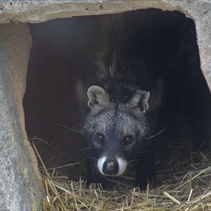 African Civet