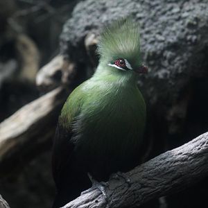 Guinea Turaco